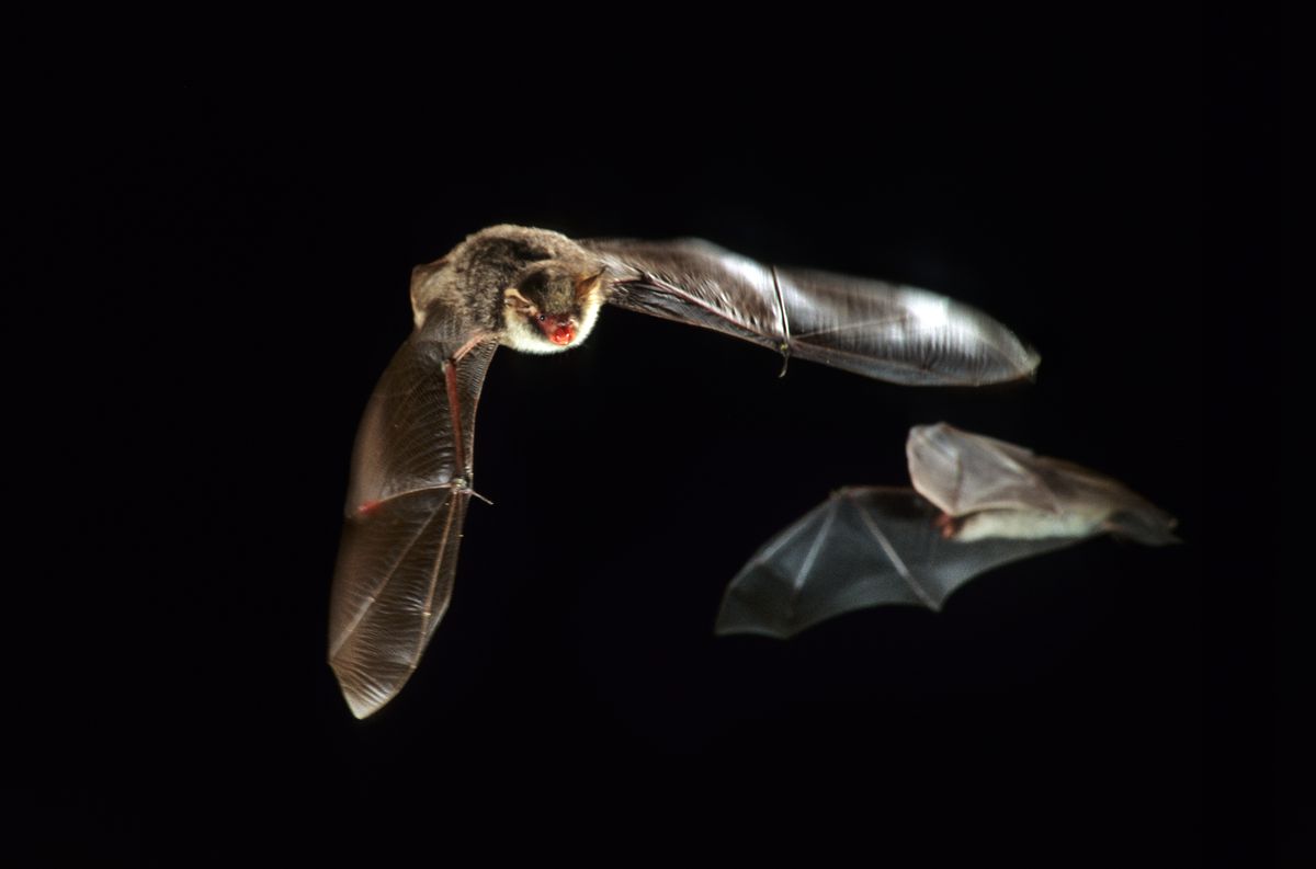 Two bats with brown bodies and red noses fly through a picture with a pitch-black background. 
