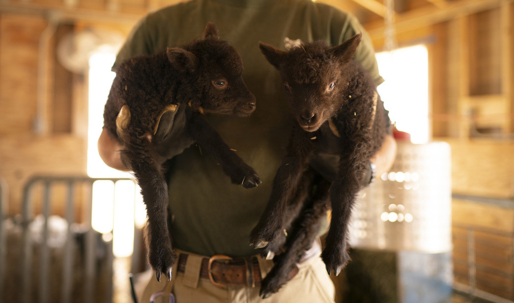 Mitchell Hendrickson held up a pair of newborn twin Shetland sheep at the Minnesota Zoo's 