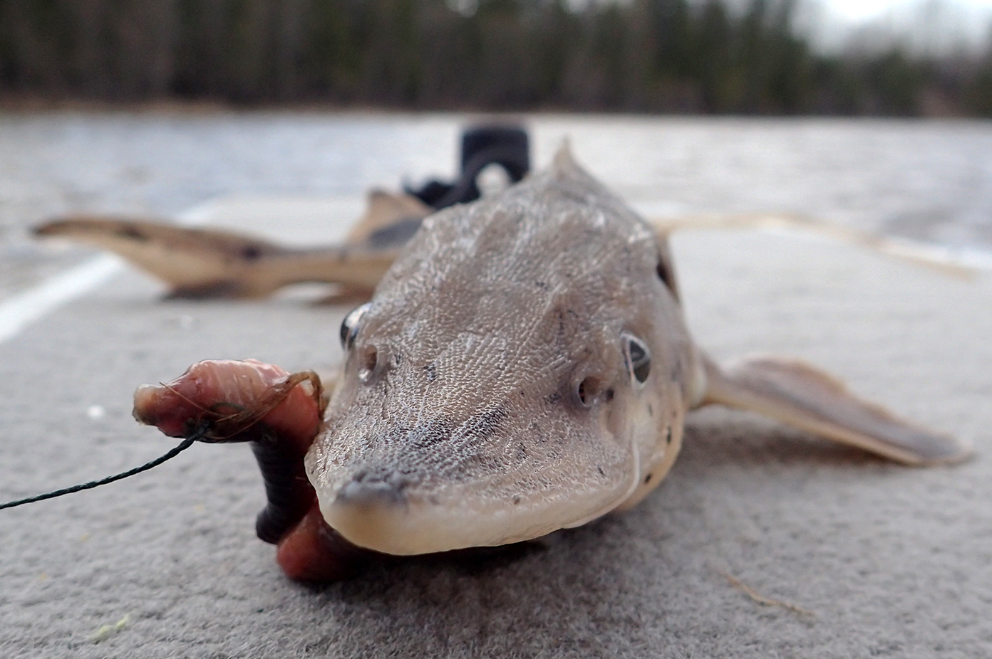 A 14-inch baby sturgeon caught in the Rainy River last week had the look and feel of a lizard.