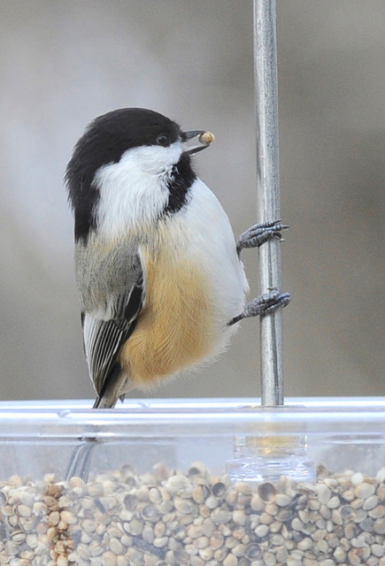 Black-capped chickadees look and sound like their common names.