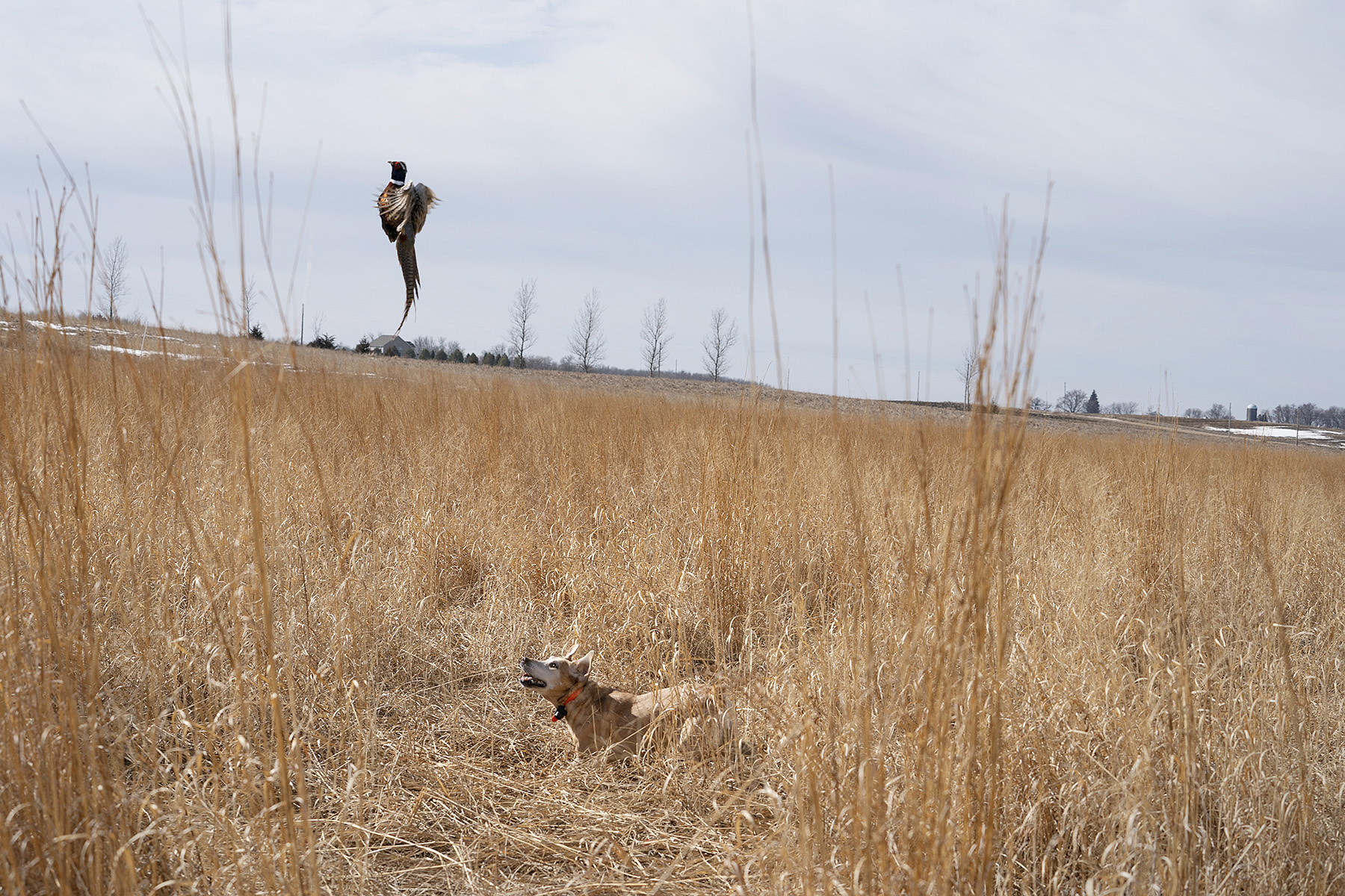 Albert flushed a pheasant on his last hunt March 10 at Caribou Gun Club in Le Sueur.