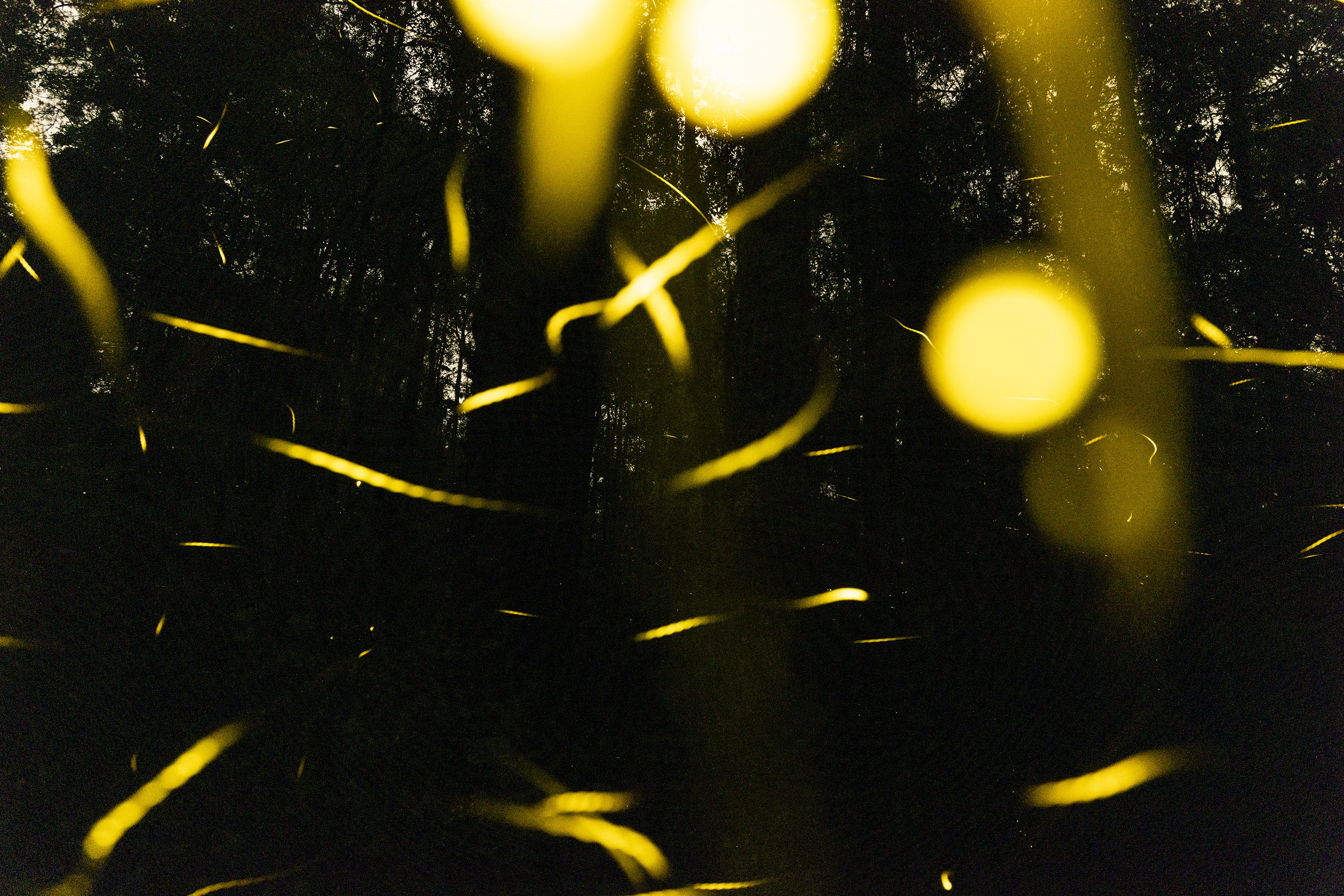 Streaks and dots of light of fireflies in a dark forest.