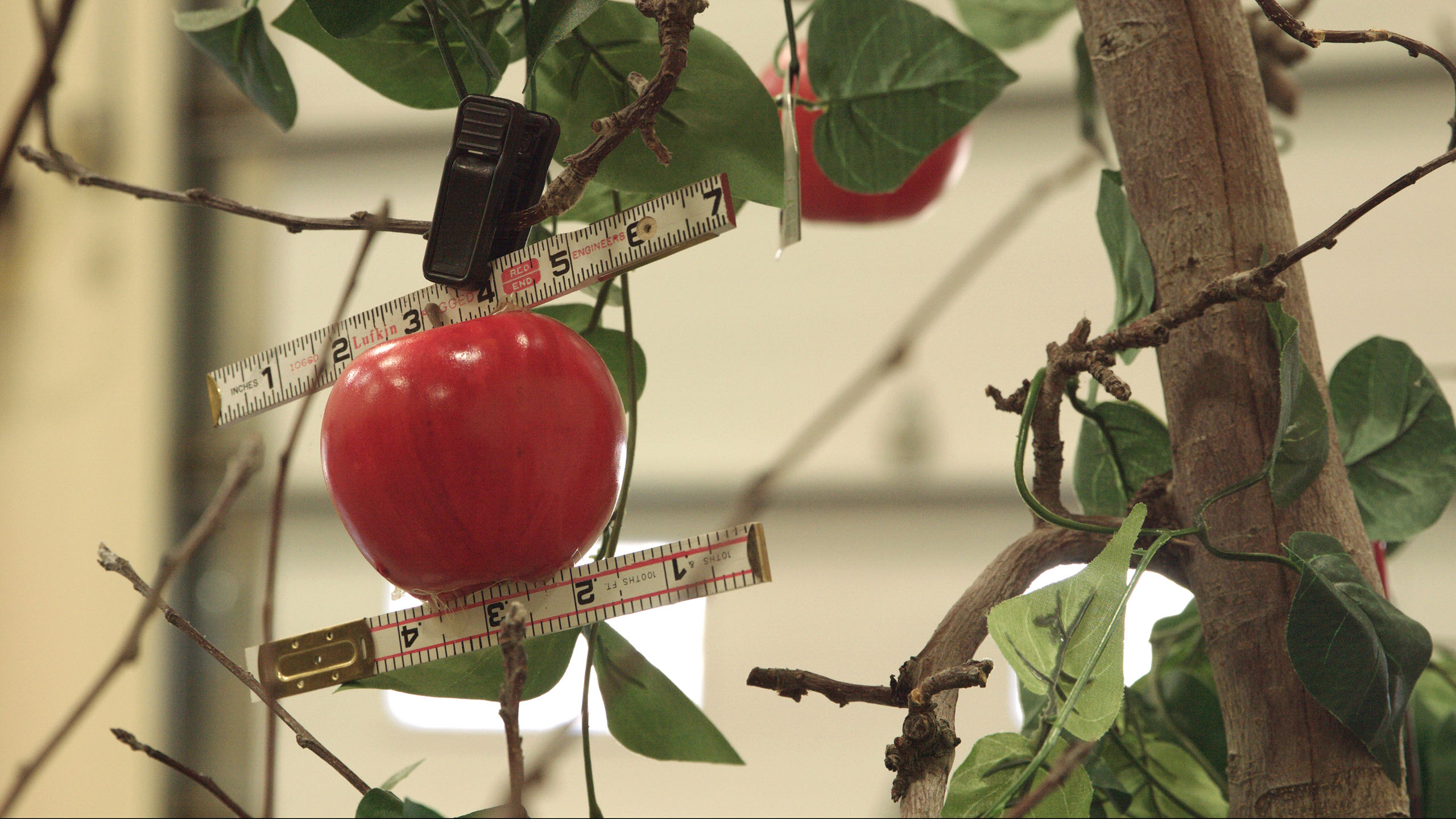 An apple being measured.