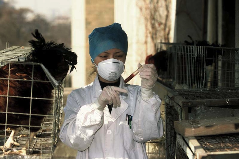 Bird flu research in China (Credit: WHO / P. Virot)