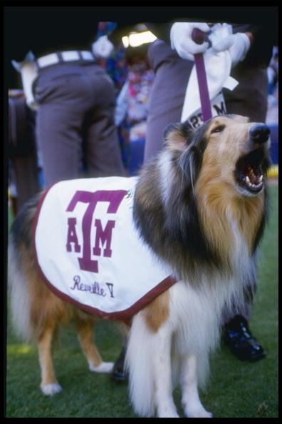 26 Aug 1992: Texas A&M Aggies mascot Reveille V stands on the sidelines during game against the University of Stanford Cardinals at Kyle Field in College Station, Texas. Texas A&M won the game 10-7. (Gary Newkirk /Allsport)