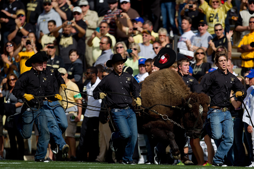 Buffalo's are big. Mike Leach has Ralphie high in his Pac-12 mascot power rankings (Photo by Justin Edmonds/Getty Images)