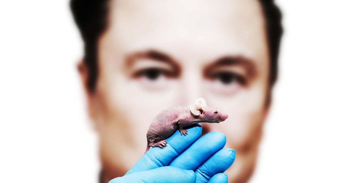 The Elon Musk Neuralink animal cruelty allegations, explained - Vox