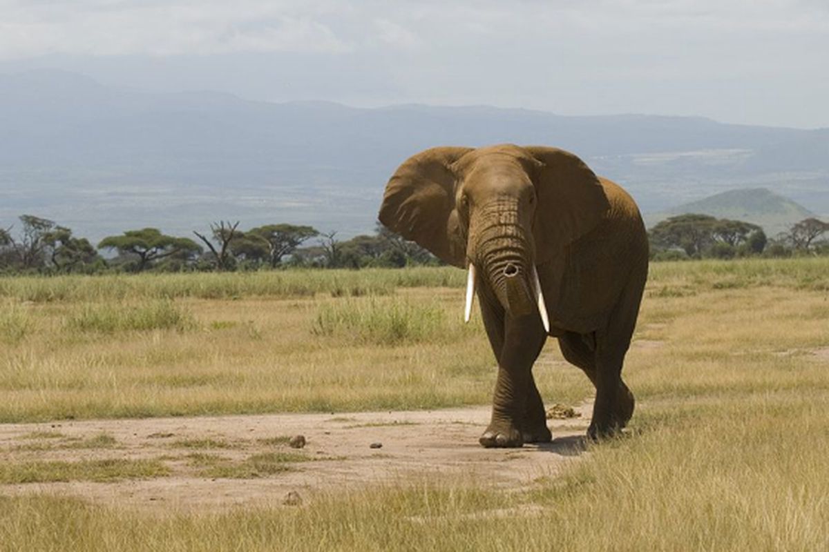 elephant (wikimedia commons)