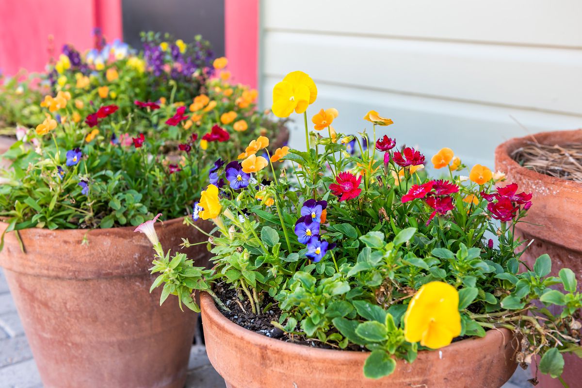 Colorful flowers in planters