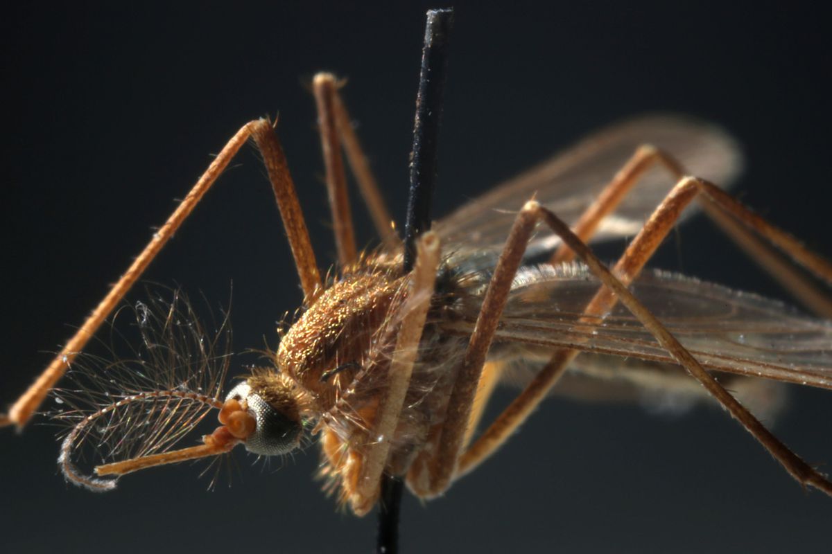Close-up of a Culex mosquito.