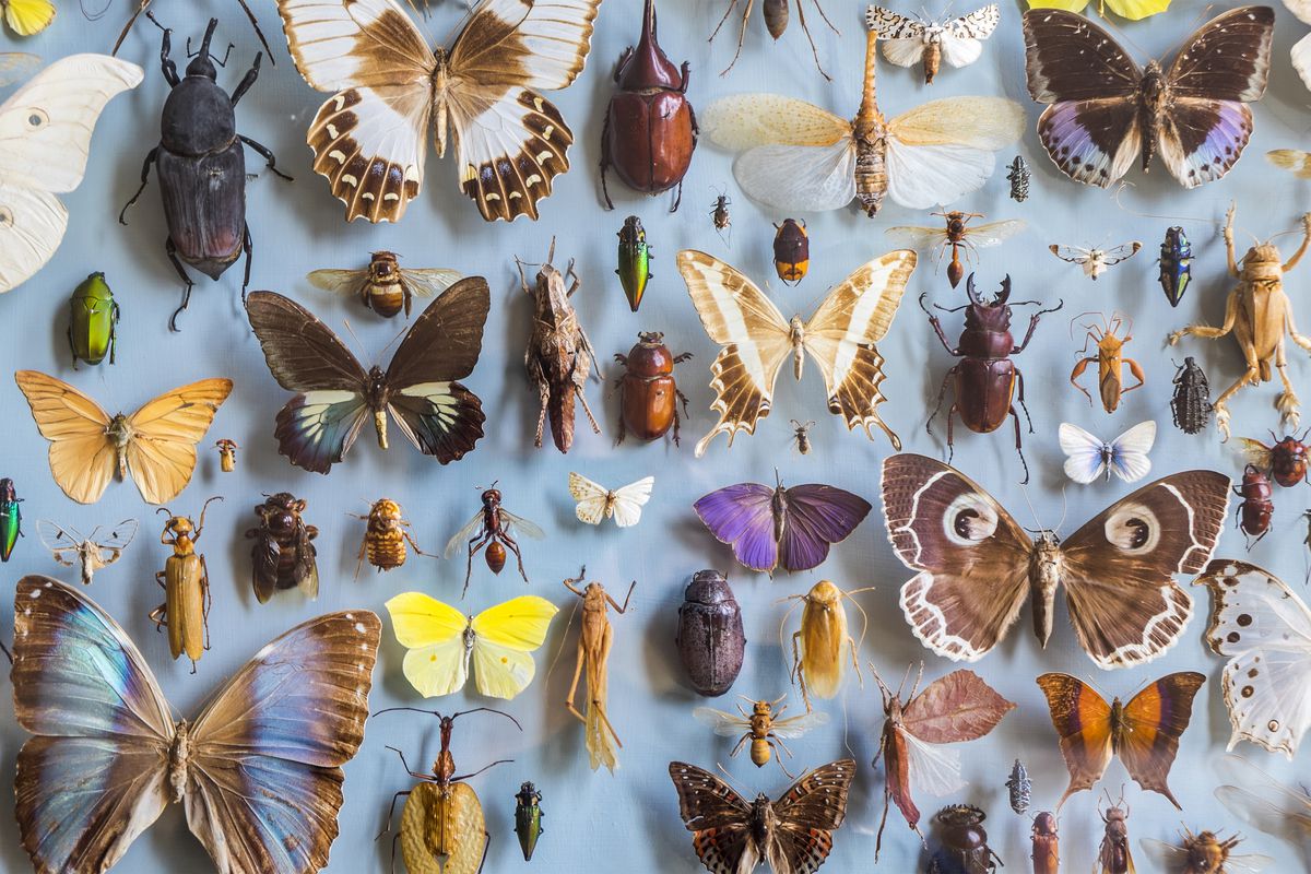 Butterflies, beetles, and moths pinned to a light blue background.