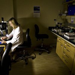 Dr. Julie Kadrmas Ph.D. selects and separates drosophila larvae at the Huntsman Cancer Institute in Salt Lake City on Wednesday, June 29, 2011.