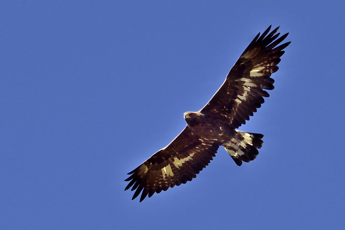 Golden Eagle in flight, Trentino-Alto Adige
