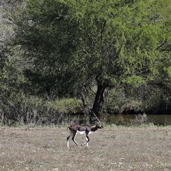 A view of a blackbuck antelope on Ty Detmer's T14 Ranch Thursday, Nov. 15, 2018, near Freer, Texas.