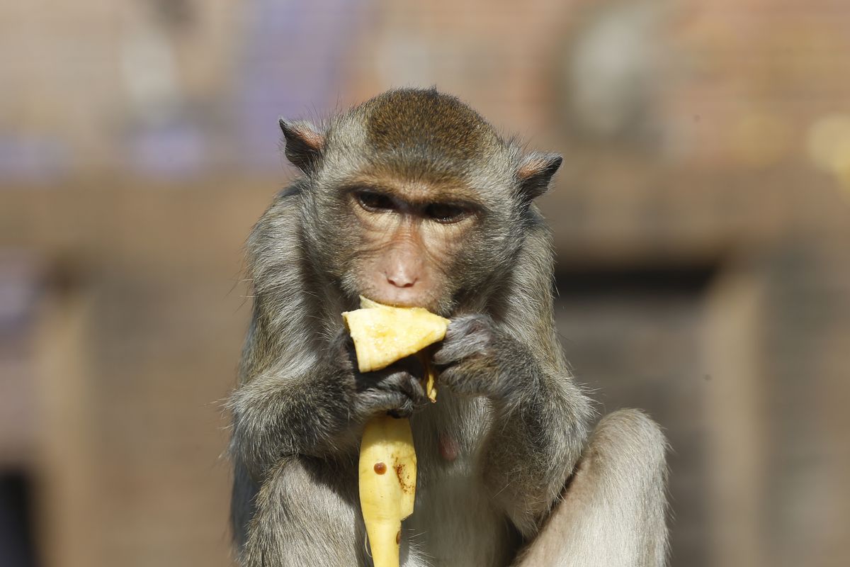 A monkey eats a banana during the 31st annual Monkey Buffet Festival at the Phra Prang Sam Yot temple on November 24, 2019.