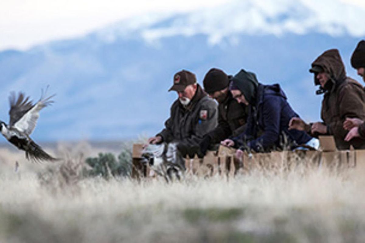 Greater sage grouse fly out of their transport boxes and onto their new home in Tooele County.