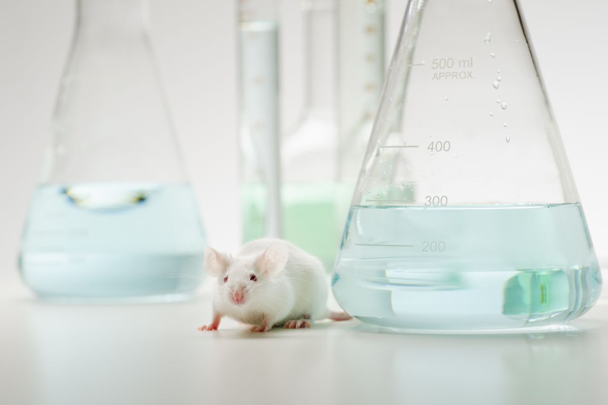 a mouse with beakers