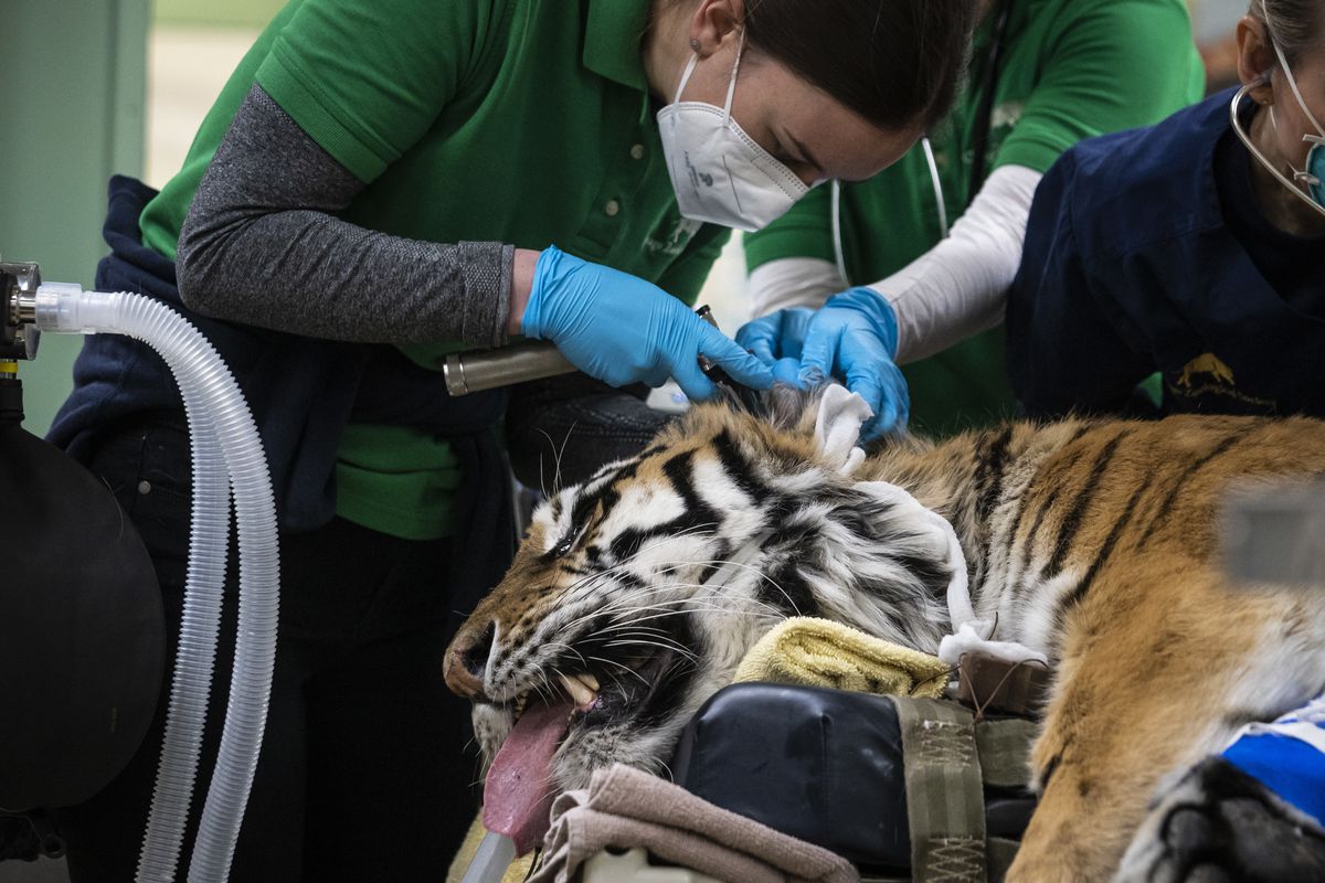 Veterinarians, technicians and staff prepare Malena, a 10-year-old endangered Amur tiger, for total hip replacement surgery Wednesday at Brookfield Zoo. The tiger has arthritis in her left hip.