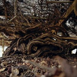 Roanoke Island's 400-year-old Scuppernong vine trained by the Englishmen that washed up there in the late 1500s.(Source: Southwynde.com)