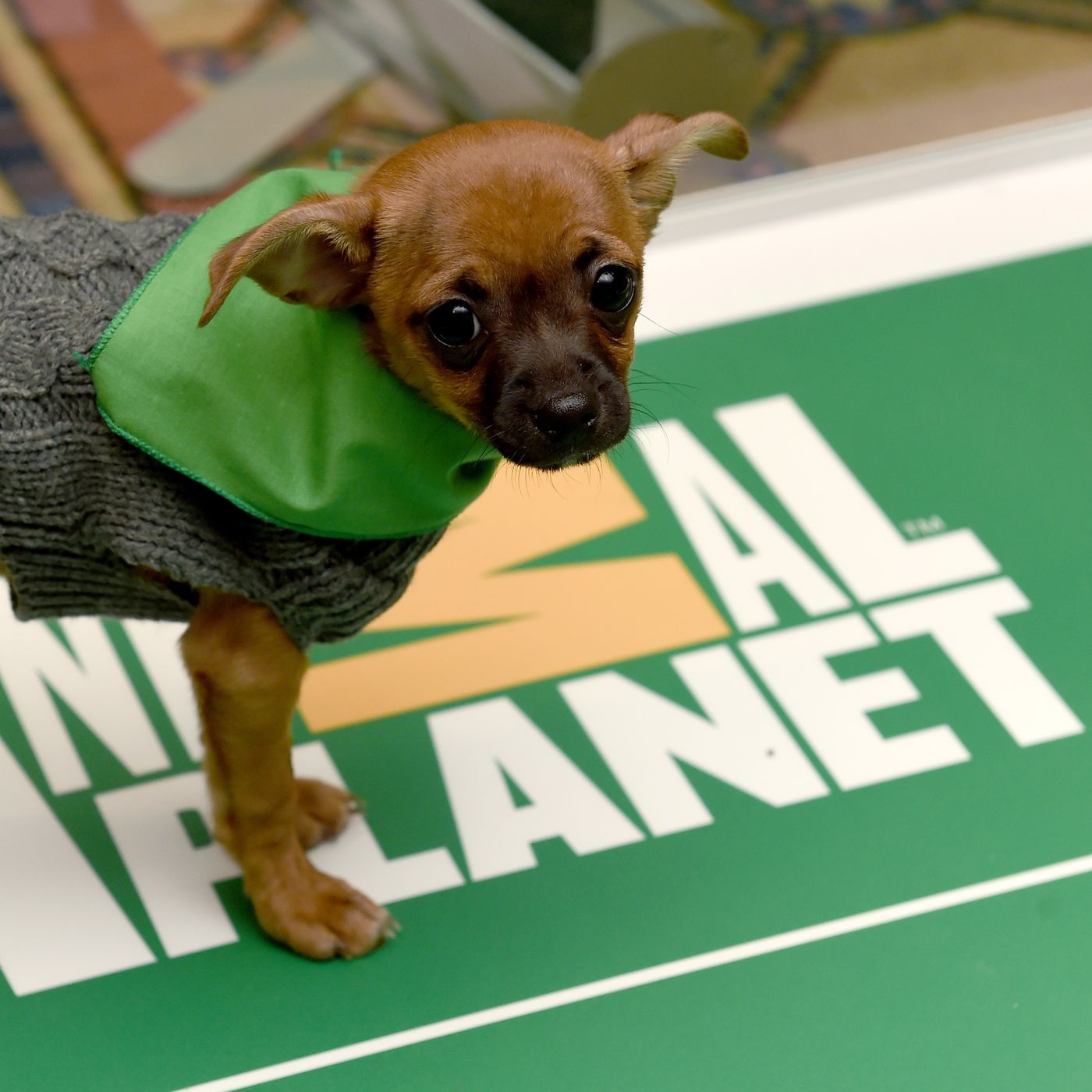 puppy bowl odds