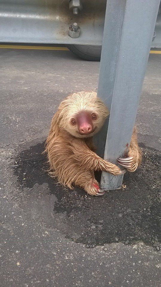 adorable sloth