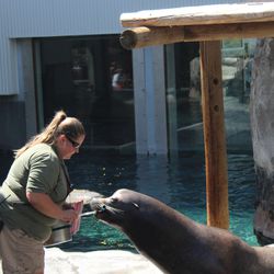 Diego, a sea lion, paints with a paintbrush in his mouth.