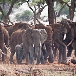 If you are going on safari be sure to stay at camps with watering holes. If you do, you may see 30 male elephants hanging out too. At the time of this photo, the males were a bit riled up as a female did her best to maneuver her yearling to the water. The