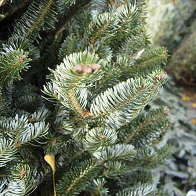 <p><strong>Fraser Fir</strong><br><em>Abies fraseri</em></p> <p>A Fraser's needles are typically 3/4 of an inch long with a shiny dark green top and silvery bottom. </p> <p>Other region for fraser fir: Northeast</p>