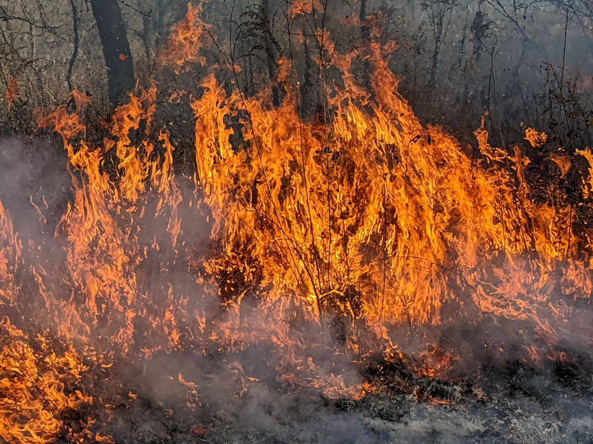 Flames flared when they ignited Indiangrass and bluestem during a prescribed burn at Cap Sauers Holding Nature Preserve in the Forest Preserves of Cook County.