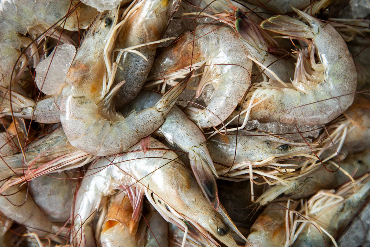 Close-up of shell-on raw shrimp.