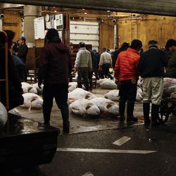 Tsukiji Fish Market Photos