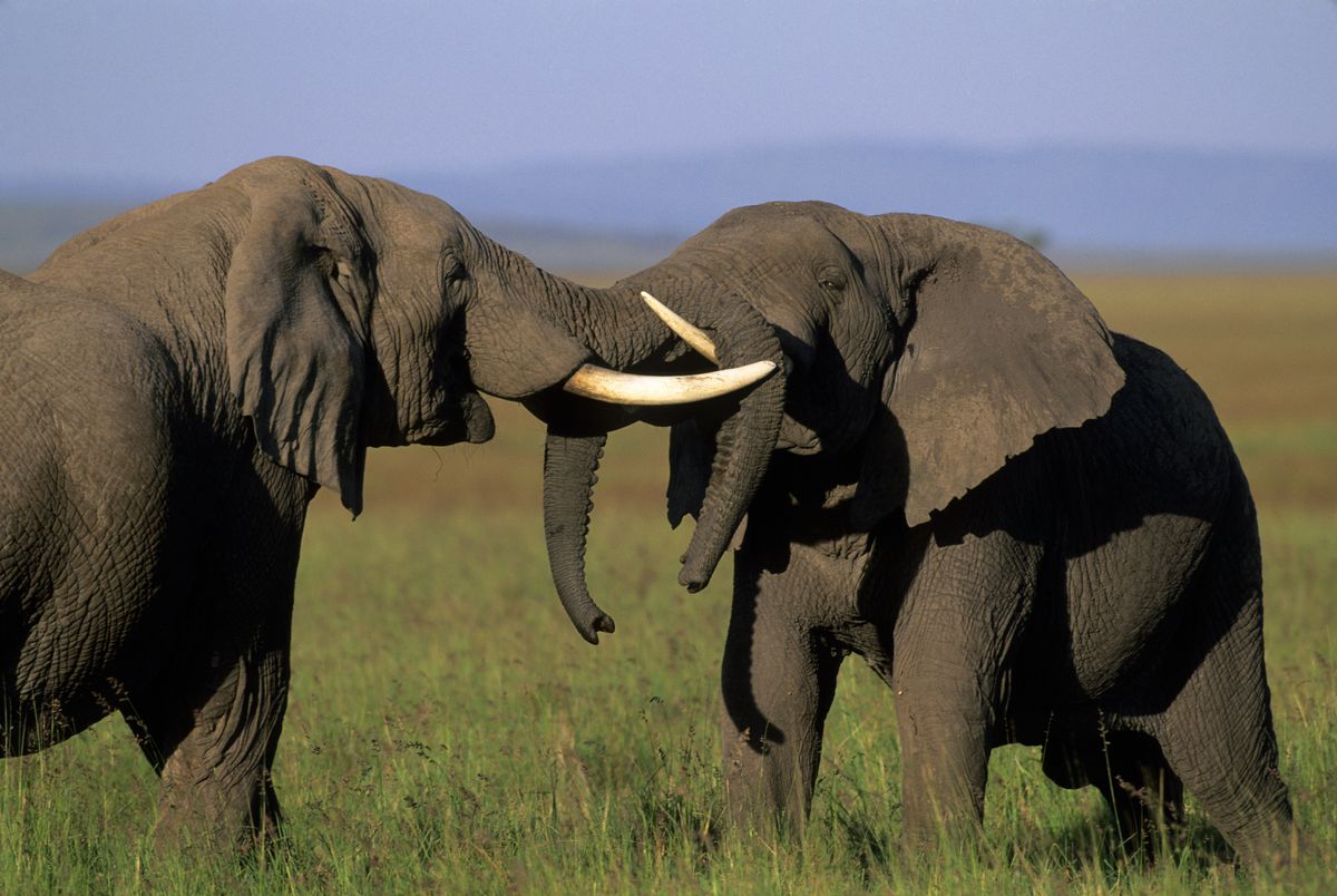 Hunting alters animal genetics. Some elephants are even losing tusks. - Vox