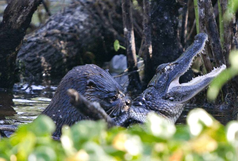 otter alligator