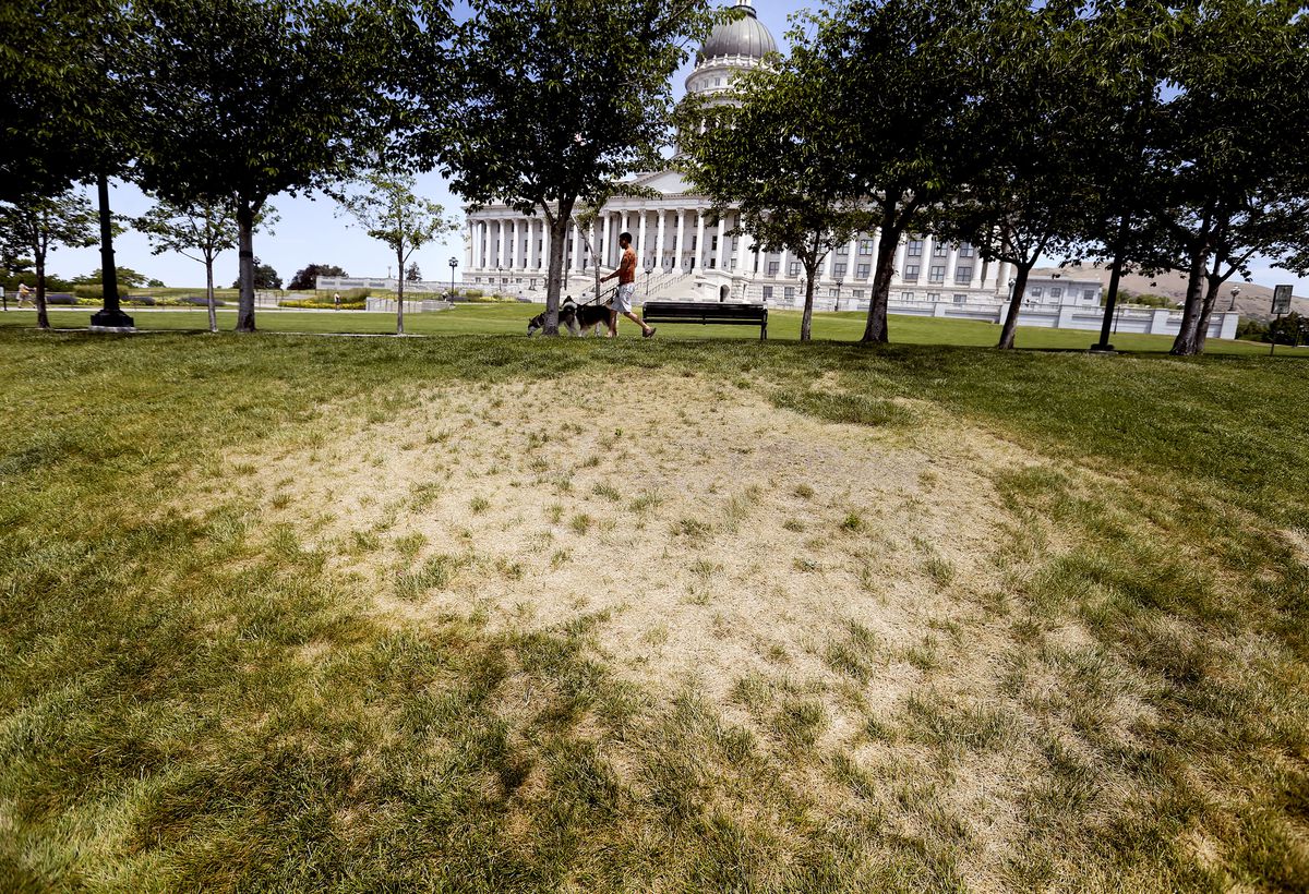 A dry patch of grass on the grounds of the Capitol in Salt Lake City.