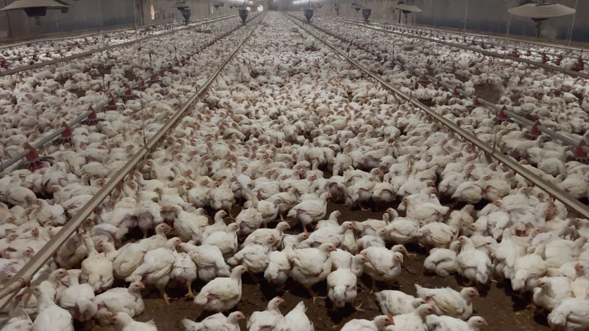The inside of a large chicken barn with around 25,000 chickens. 