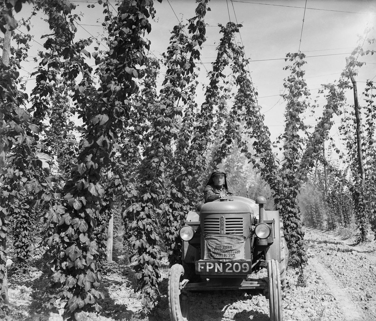 A tractor drives through rows of hops plants, or bines, hanging from strings.