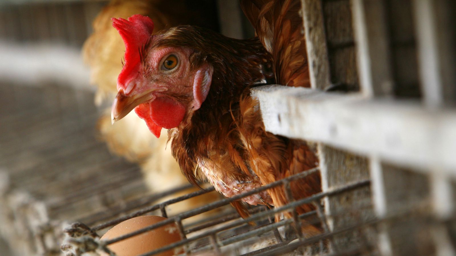 Jack in the Box Announces Switch to Cage-Free Eggs - Eater