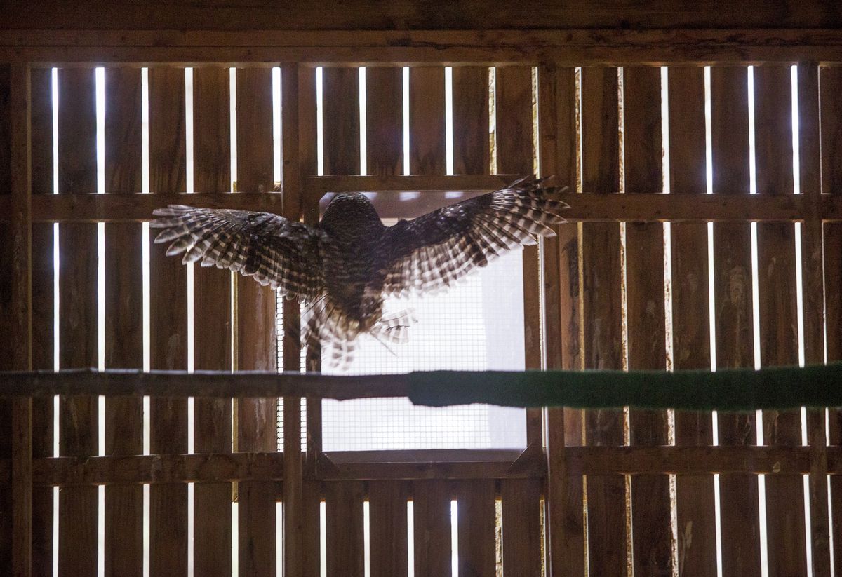 A Barred Owl stretches its wings in an enclosure at Center for Wildlife in Cape Neddick