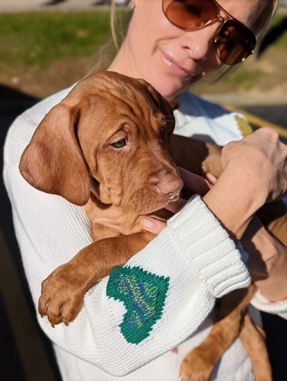 Fox News personality Dana Perino with her new puppy, Percy, a Hungarian vizsla.