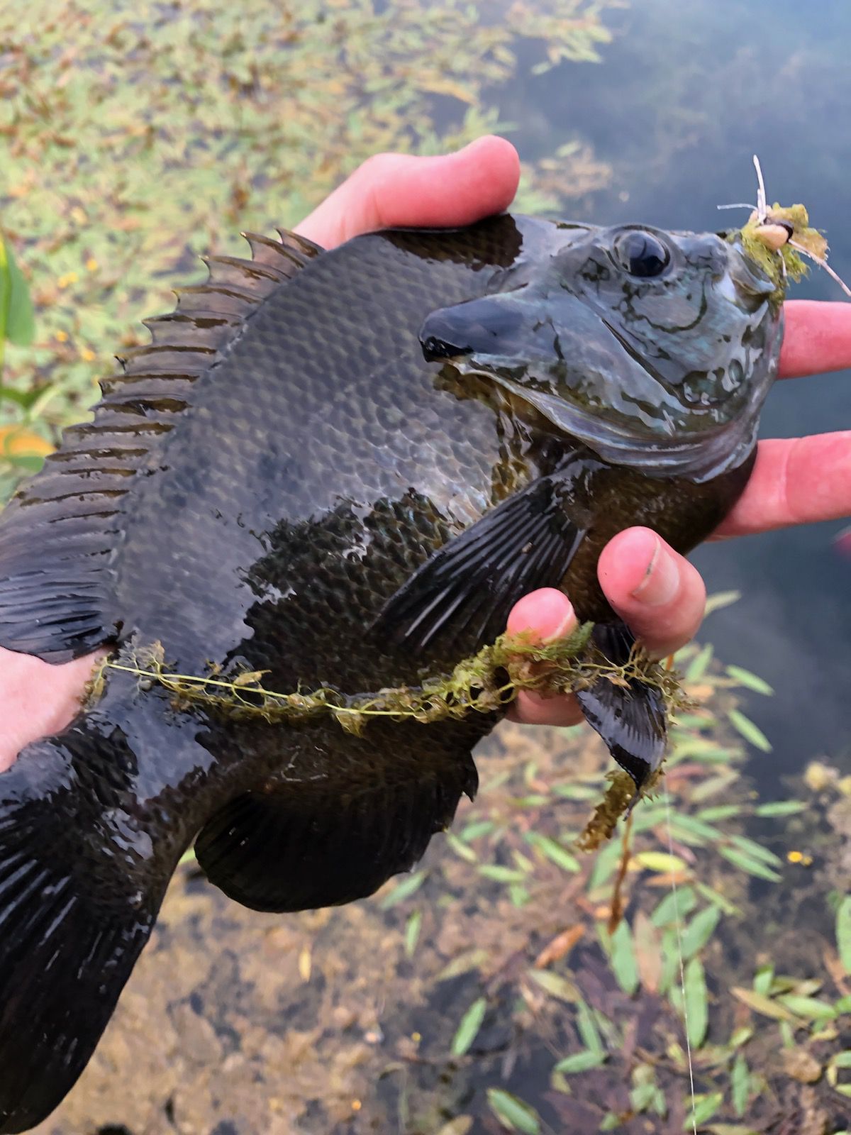 Pete Lamar with a big bluegill caught fly fishing in the western suburbs. Provided photo