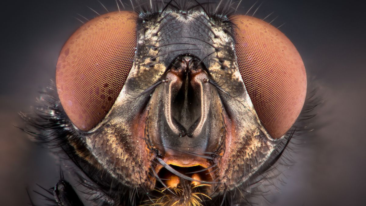 An extreme close-up of a house fly.