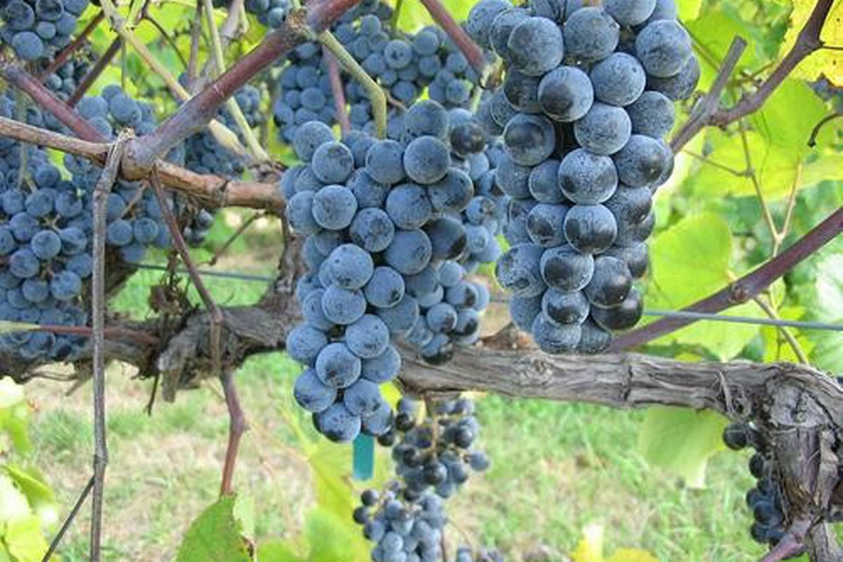 Norton vines on the hang in Missouri. [Source: wine industry]