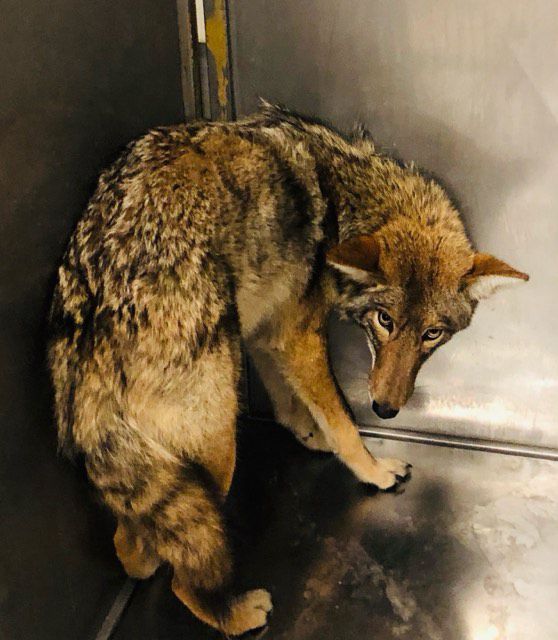 A coyote was in the care of Chicago Animal Care and Control after being tranquilized on Jan. 9, 2020.