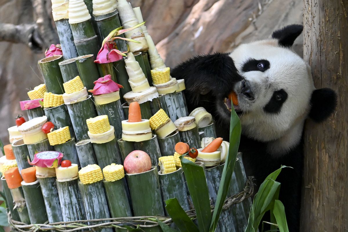 Giant Panda Triplets Celebrate 8-year-old birthday In Guangzhou