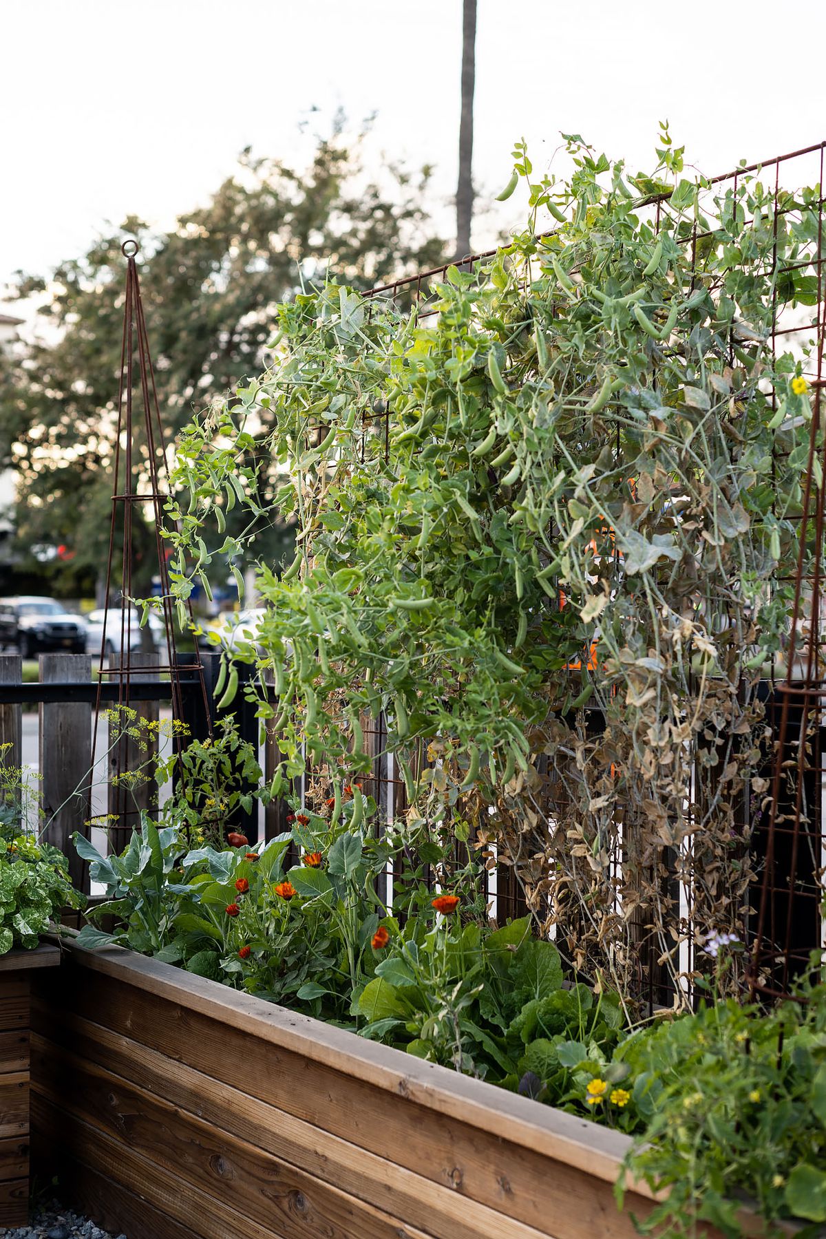 A tall wall of vegetables at a garden restaurant at daytime.