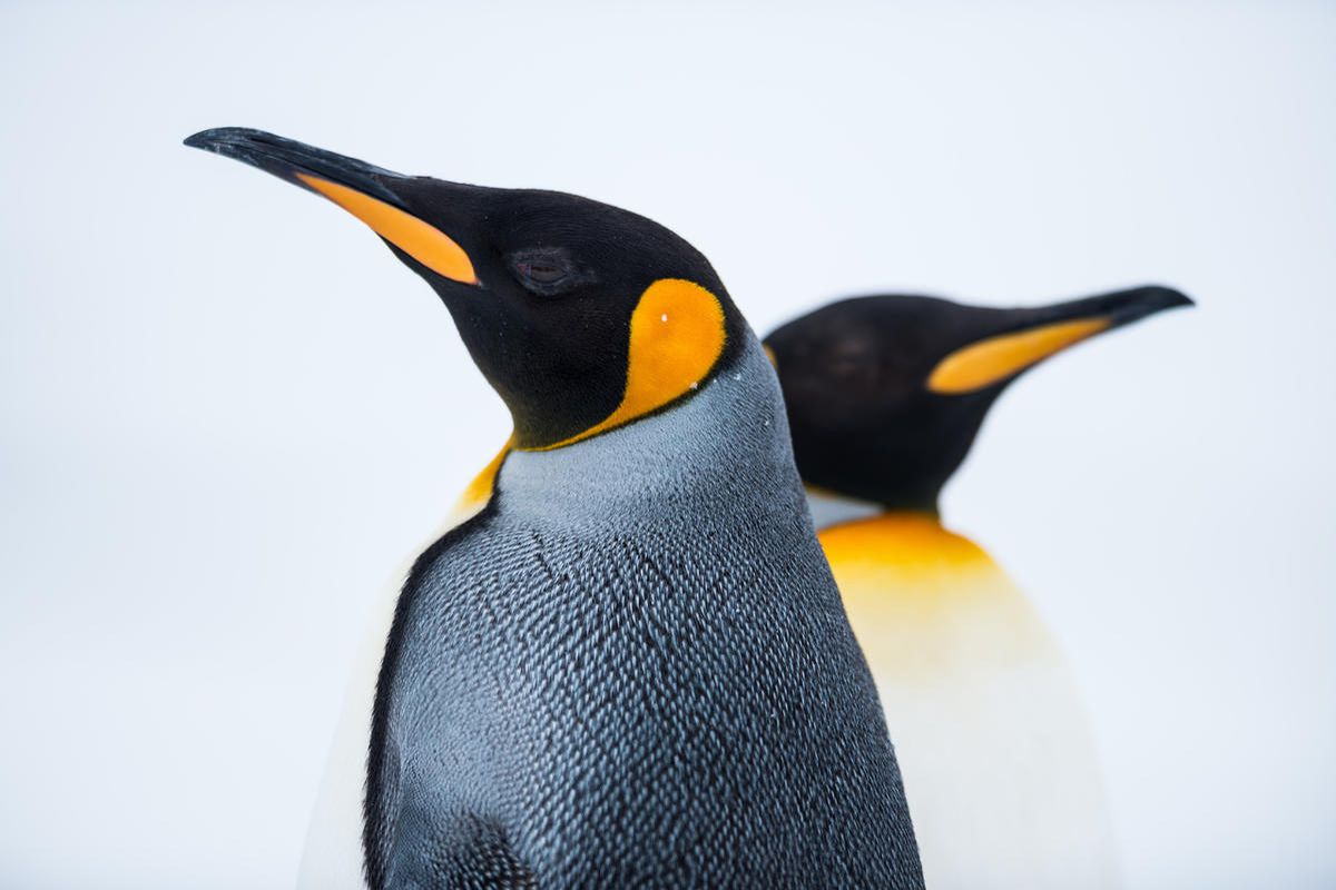 With the gigantic schism that's opened between liberals and conservatives in the last few election cycles, it's easy to think the two groups are as alike as pickles and penguins. In reality, we're all a lot closer than we think. And that's good news.