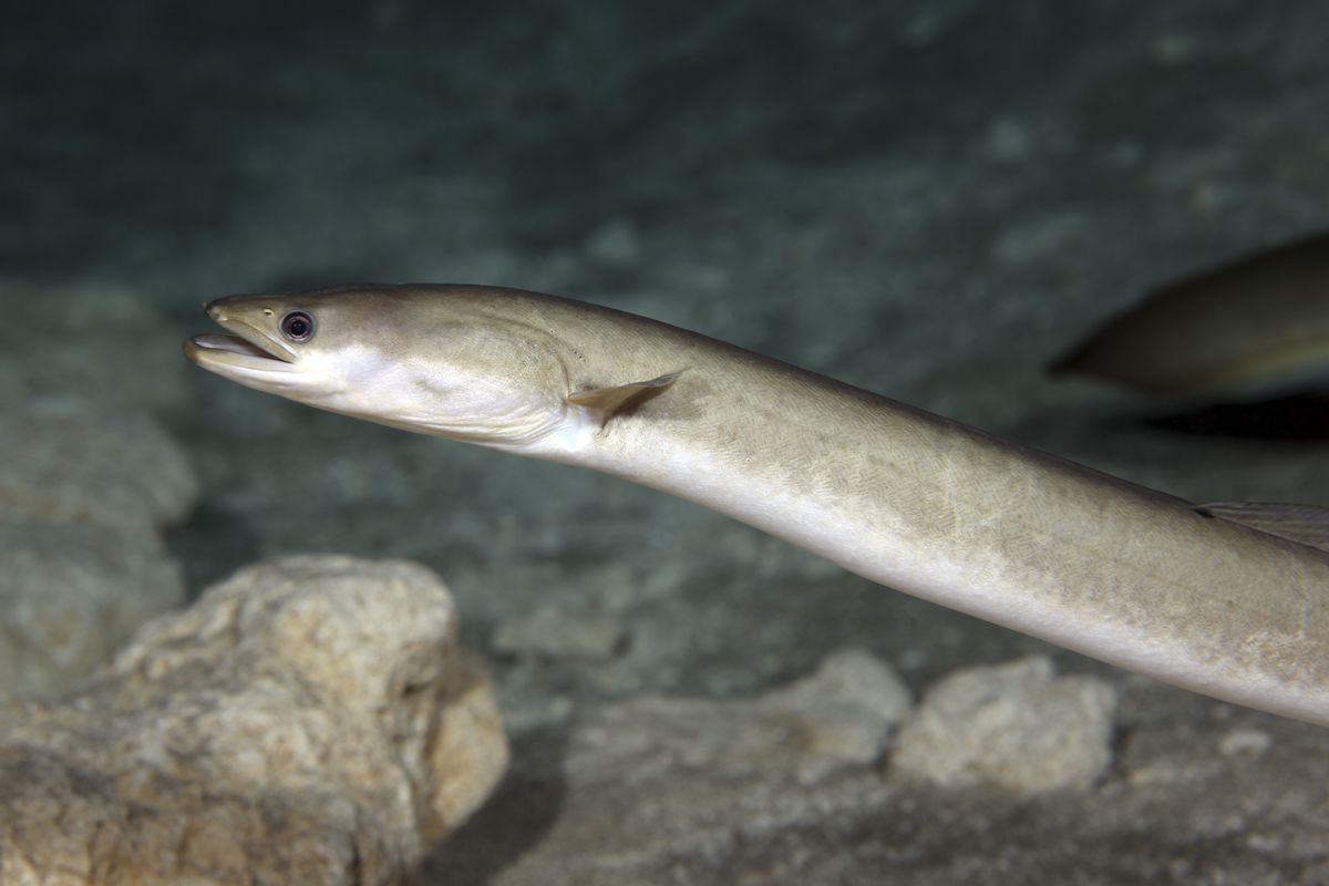 really, it’s an eel