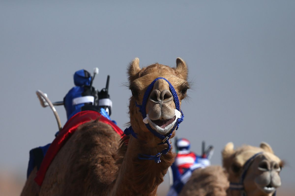 Camel Racing at Al Sawan Race Track