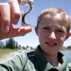 Carson Belnap shows off a leech collected from the pond behind the Utah State University Uintah Basin campus Wednesday, June 5, 2013, during the first day of the Utah State University Uintah Basin Biology Field Camp. The two-day camp, held at the USU campus in Vernal, is part of the university's effort to promote science, technology, engineering and math education for secondary students.