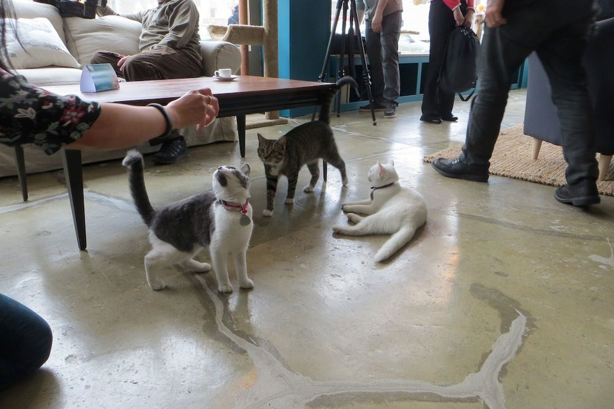 Portland's Future Cat Cafe Seeks to Raise 45,000 Eater